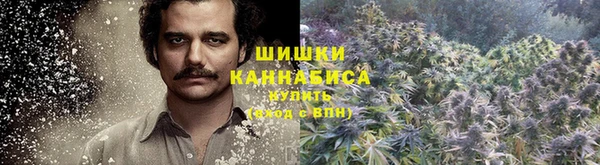 сатива Белокуриха